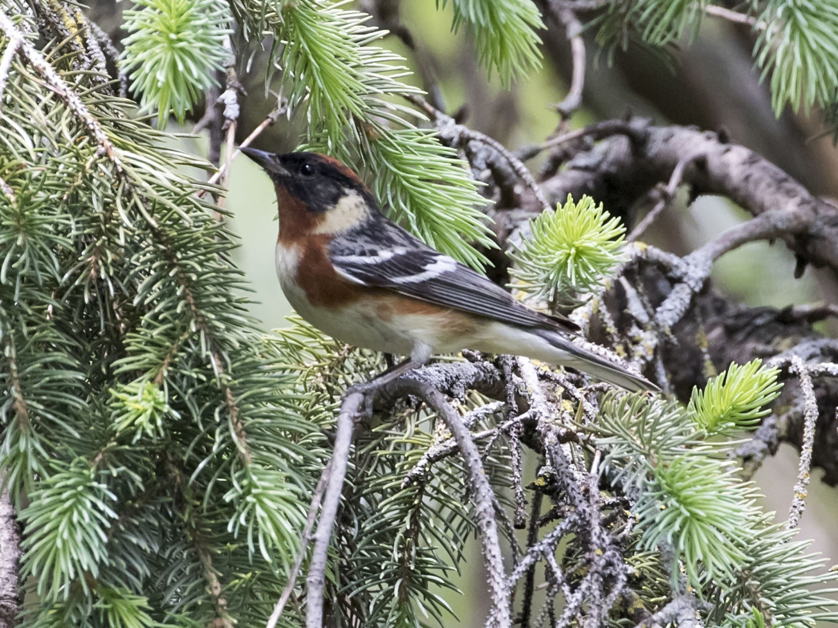 Bay-Breasted Warbler